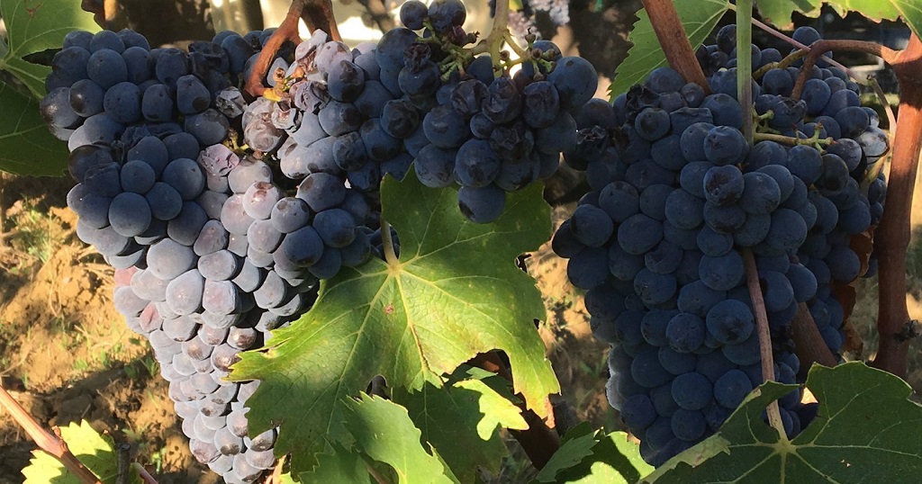 Sangiovese