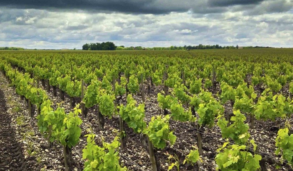 Read more about Haut-Médoc AOC