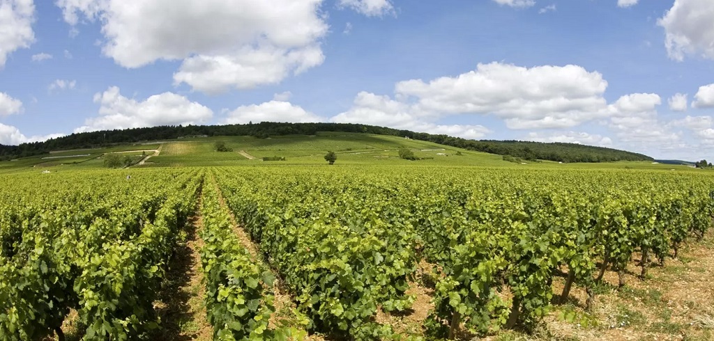 Read more about Beaune AOC