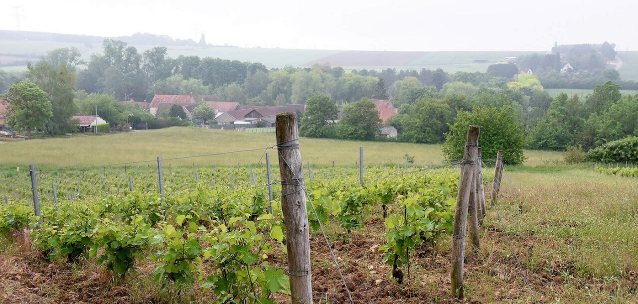 Read more about Coteaux-du-Giennois AOC