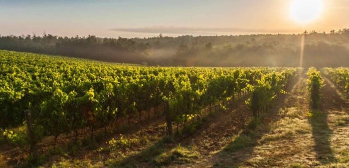 Read more about Northern Rhône