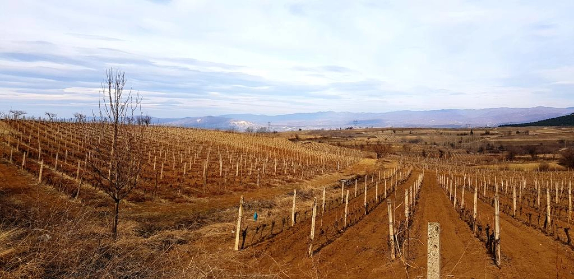 Disan - One of the Great Terroirs of North Macedonia