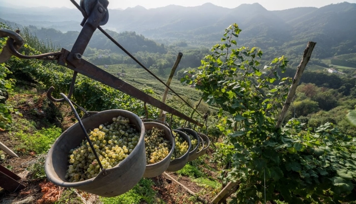 Heroic viticulture in the hills of Conegliano and Valdobbiadene