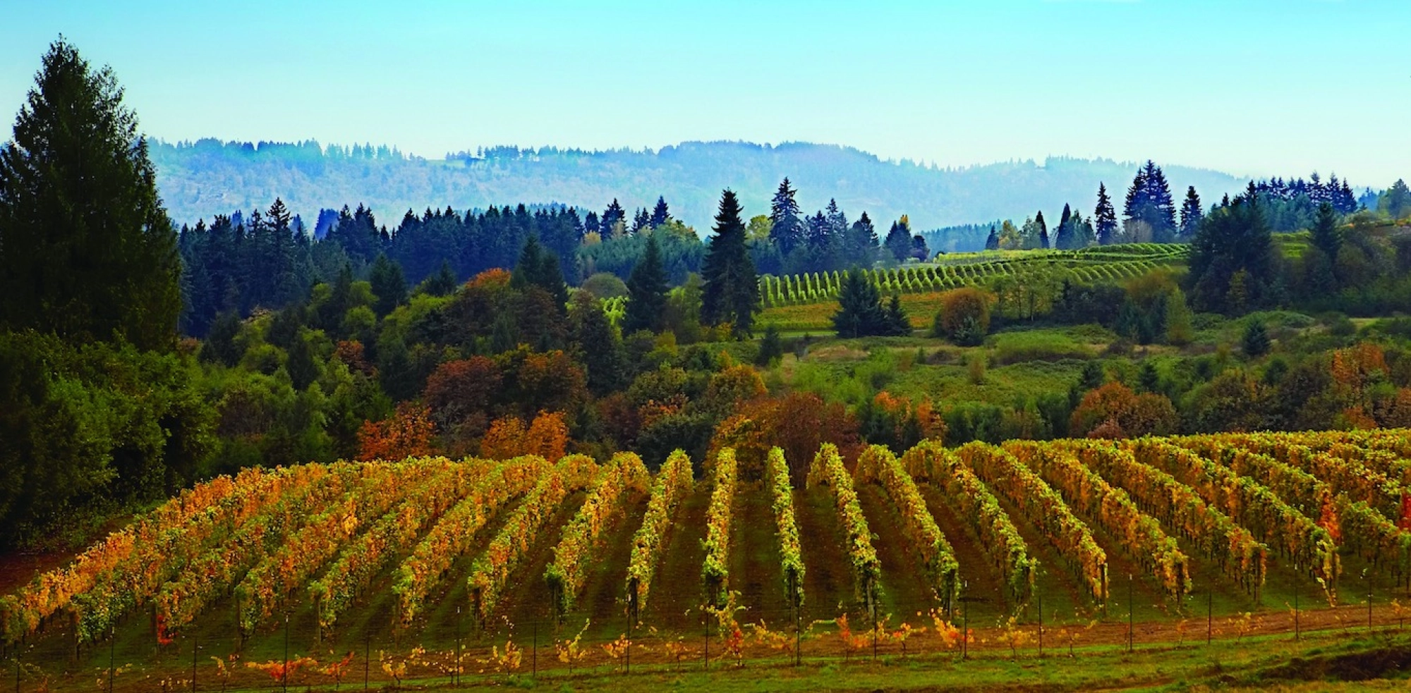 12 Willamette Valley producers to follow