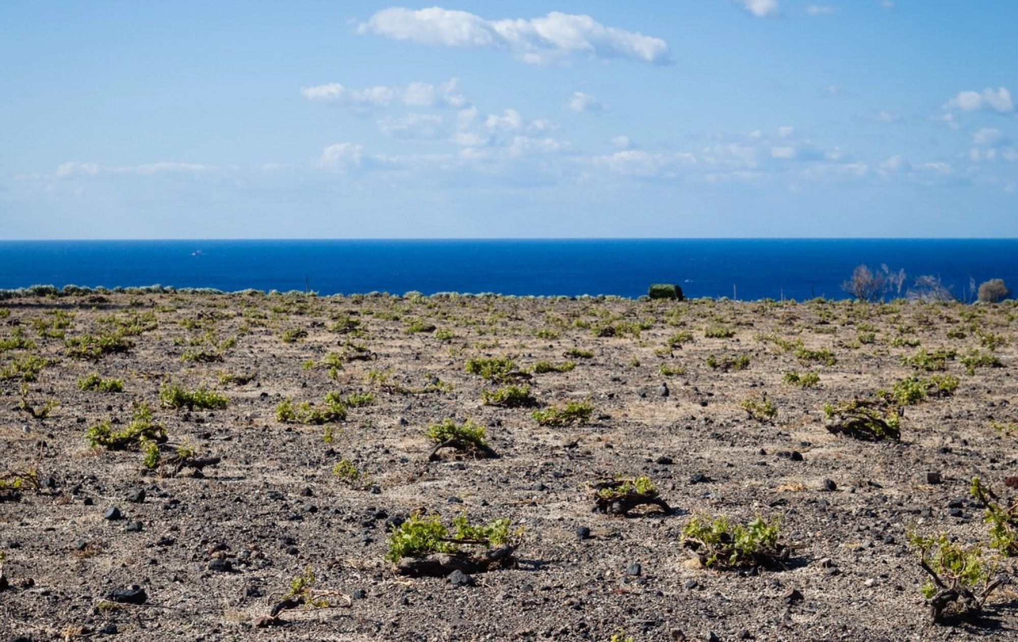 Not Enough Water: What Is The Future Of Santorini’s Wines?