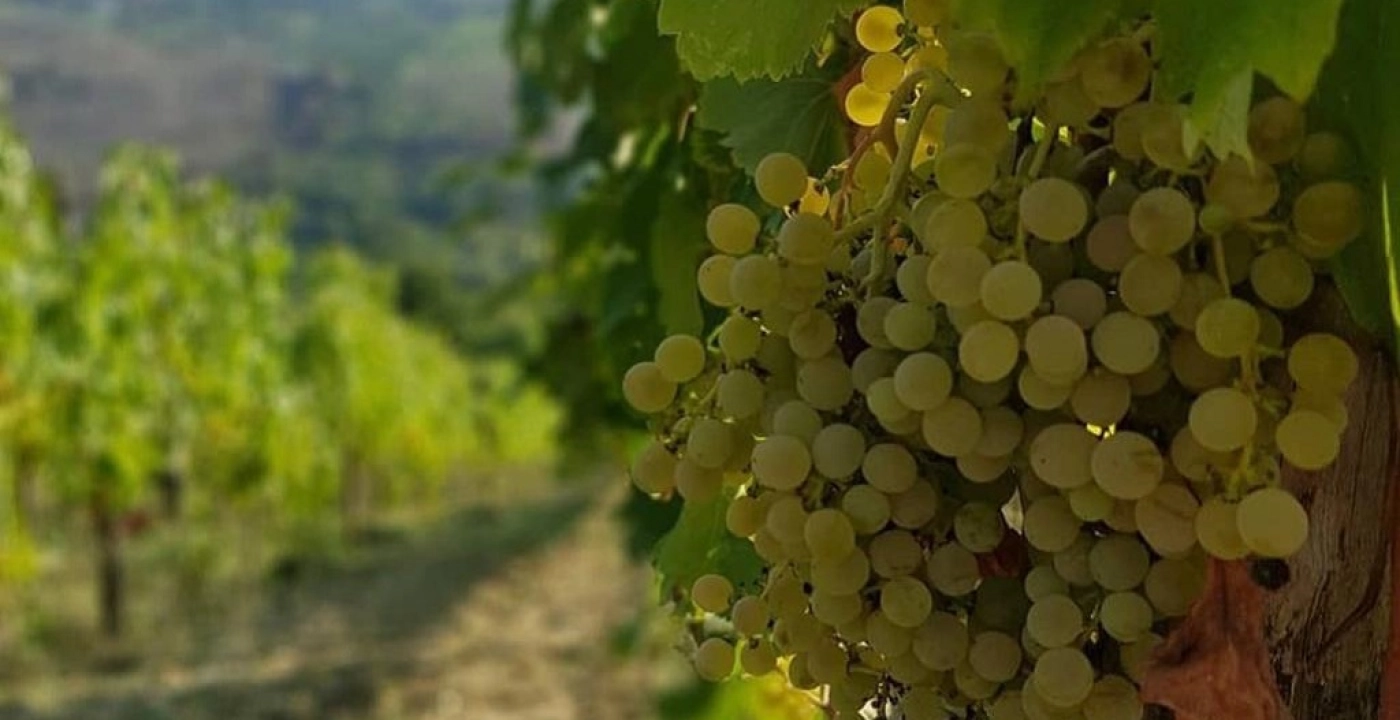 Read more about Fiano