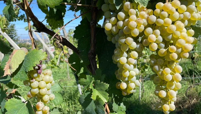 Read more about Falanghina Flegrea