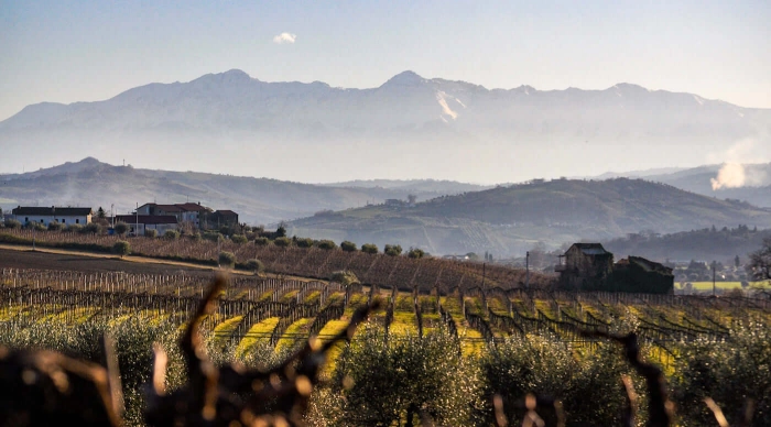 Read more about Montepulciano d’Abruzzo