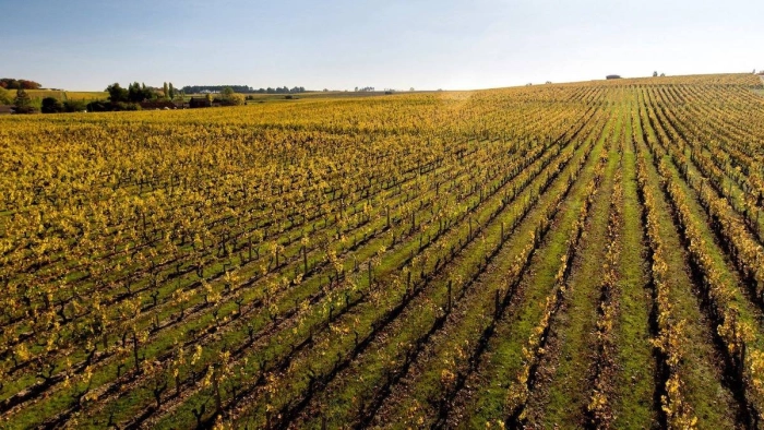 Read more about Sauternes