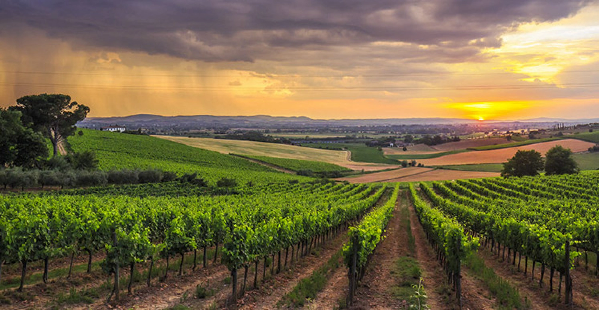 Vino Nobile di Montepulciano