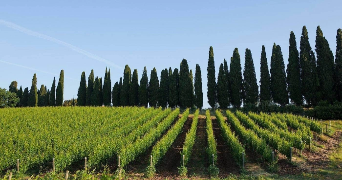 Read more about Bolgheri