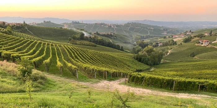 Read more about Barbaresco