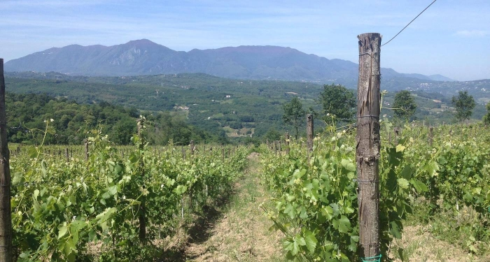 Read more about Greco di Tufo