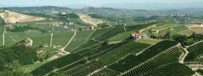 Read more about Barolo