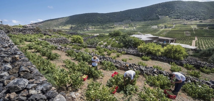 Read more about Pantelleria