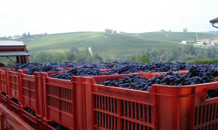 Read more about Nebbiolo d’Alba