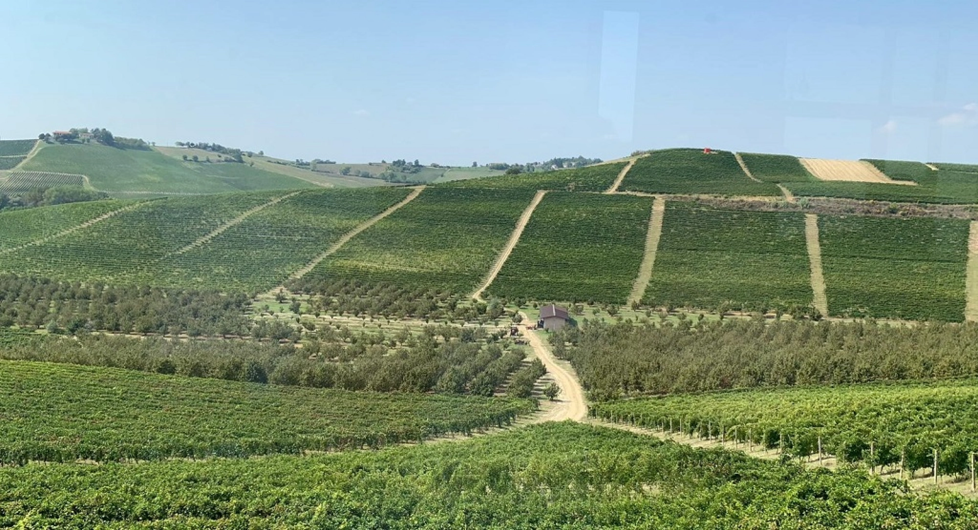 Ruché di Castagnole Monferrato