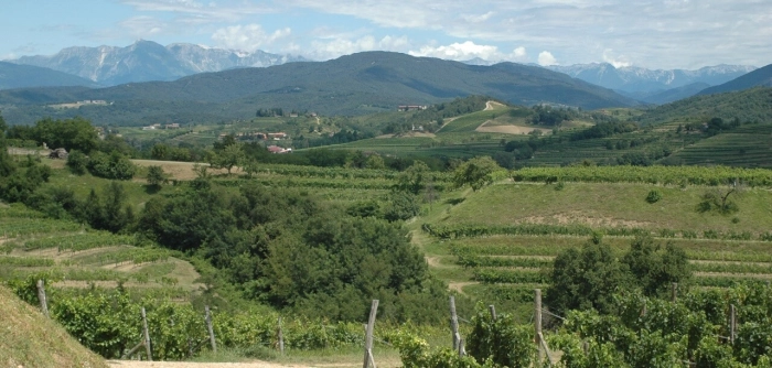 Read more about Friuli Colli Orientali