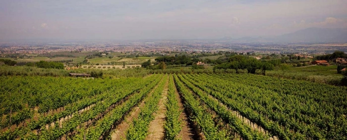 Read more about Frascati