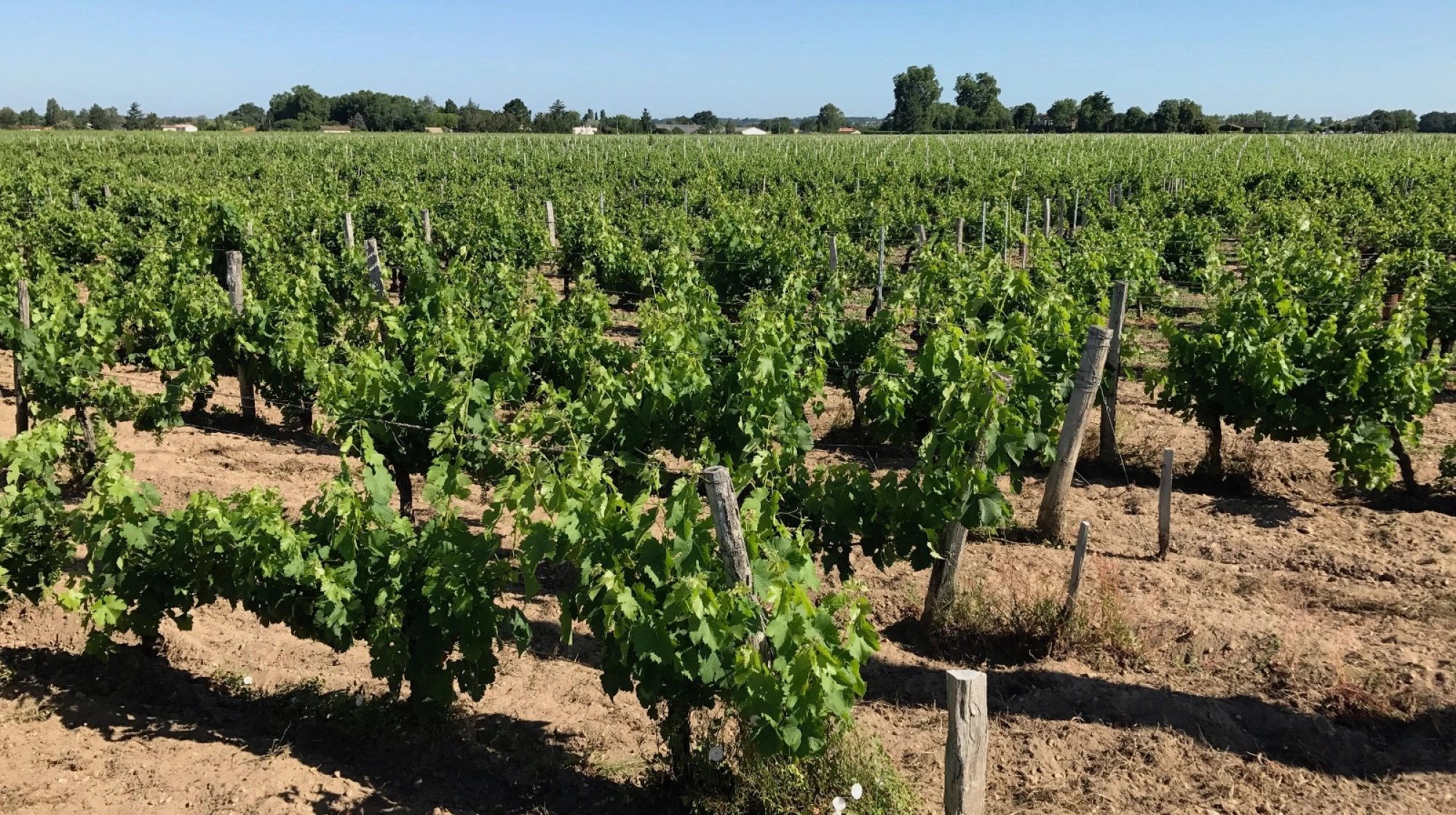 Lalande-de-Pomerol