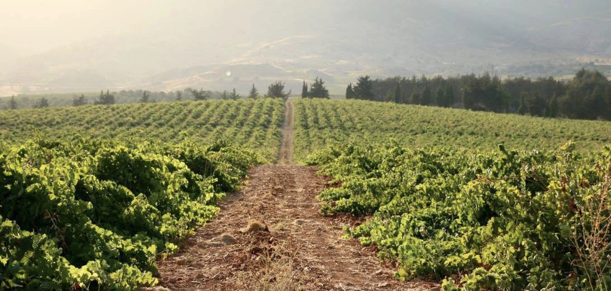 Bekaa Valley