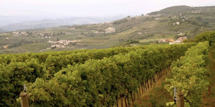 Read more about Valpolicella