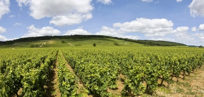 Read more about Beaune