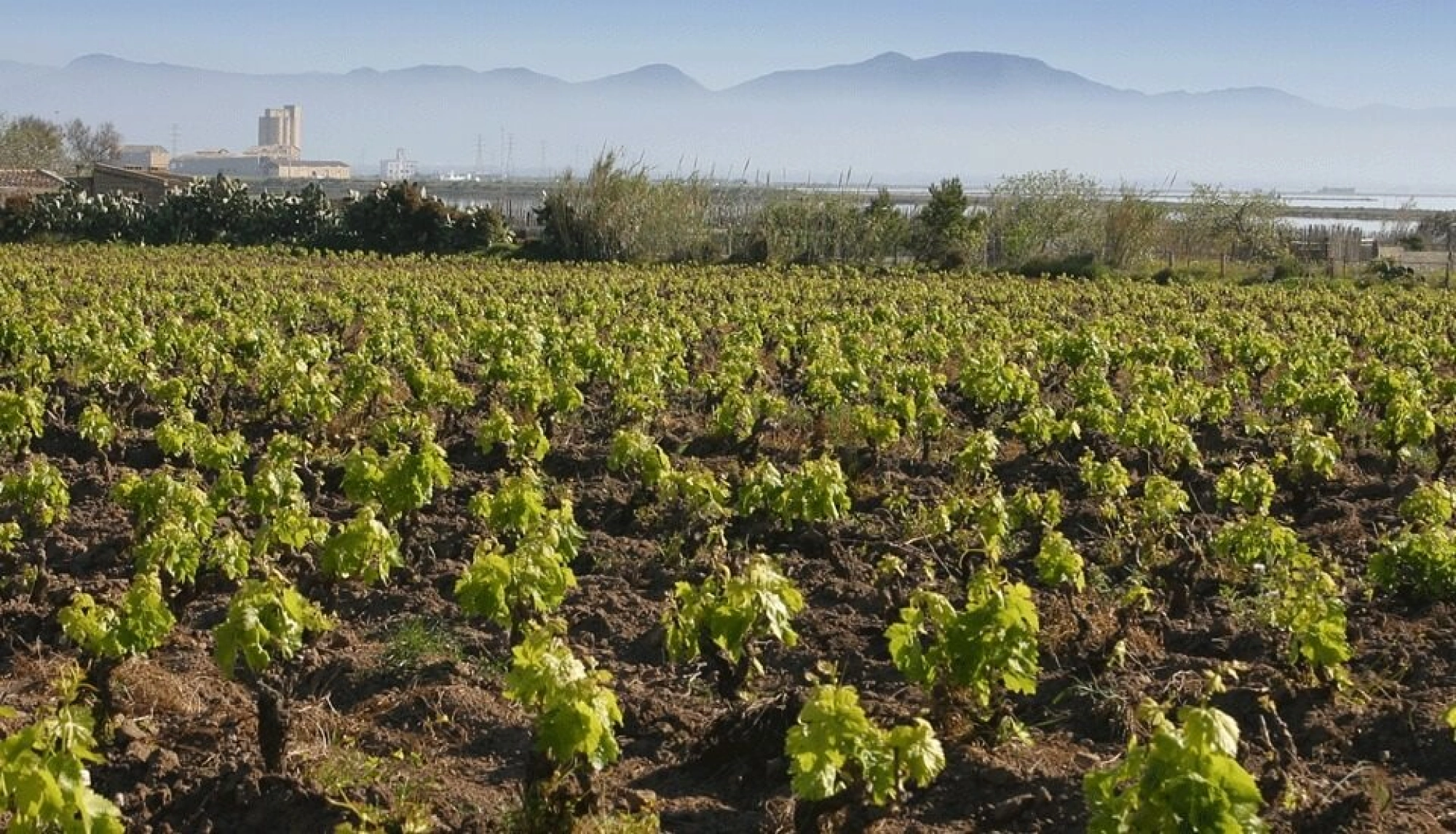 Malvasia di Bosa