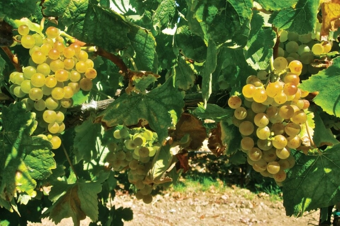 Read more about Moscato di Sardegna