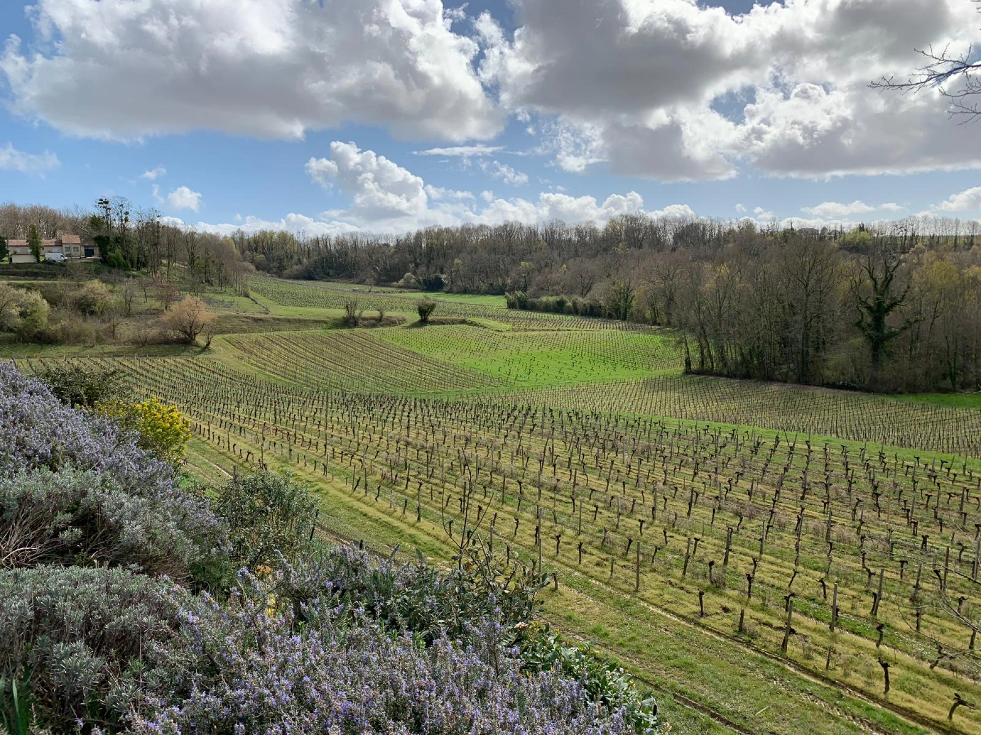 Côtes de Bourg