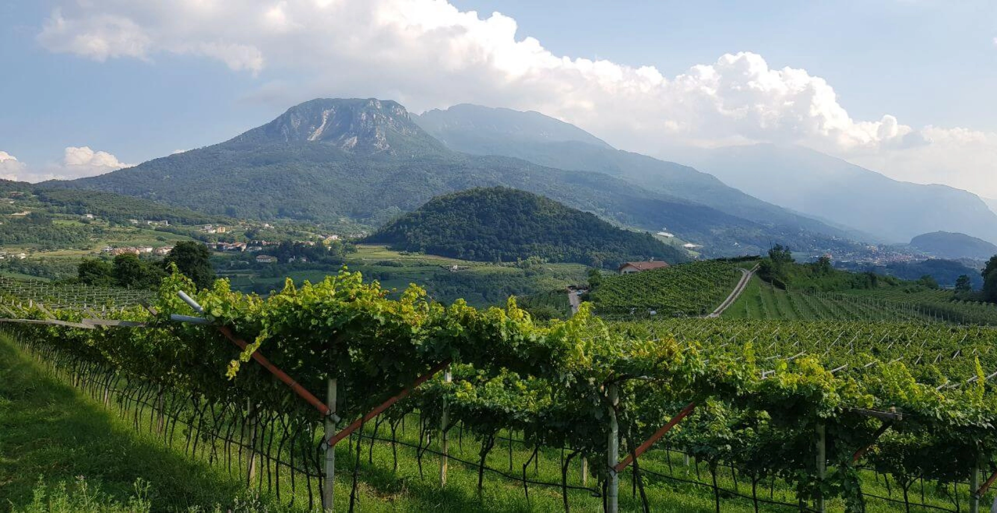 Vigneti delle Dolomiti