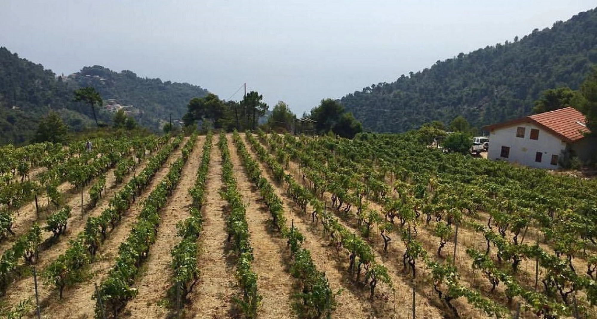 Rossese di Dolceacqua