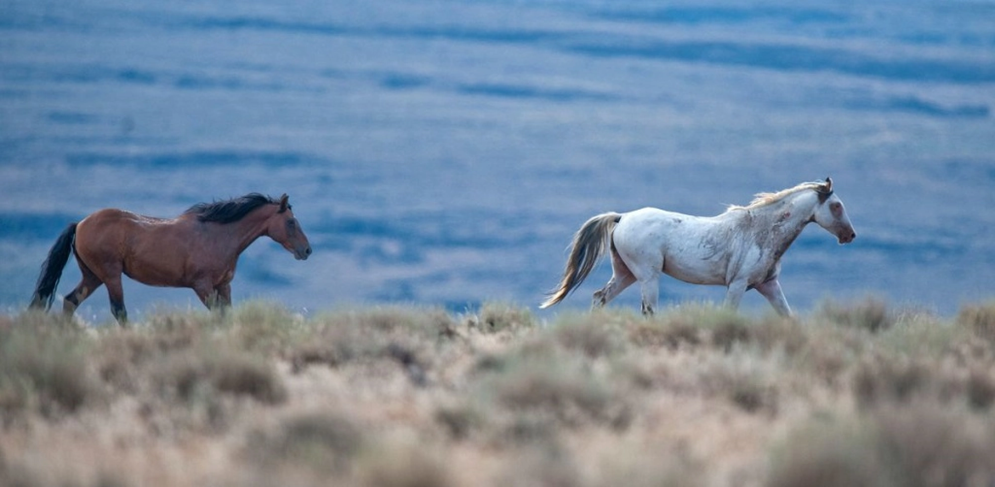 Wild Horse Valley