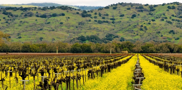 Read more about Yountville