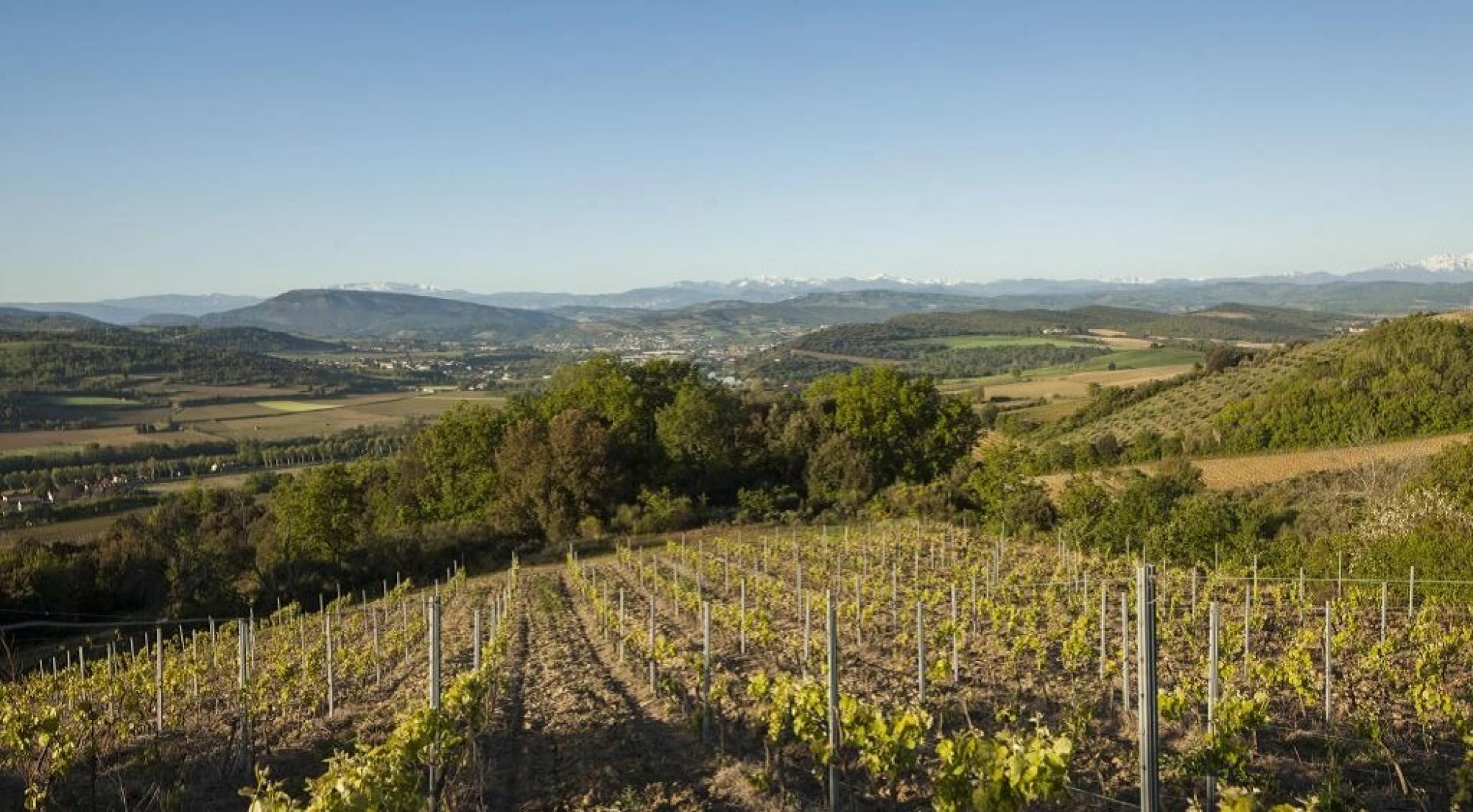 Blanquette de Limoux