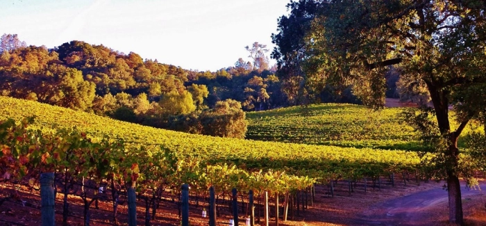 Read more about Alexander Valley