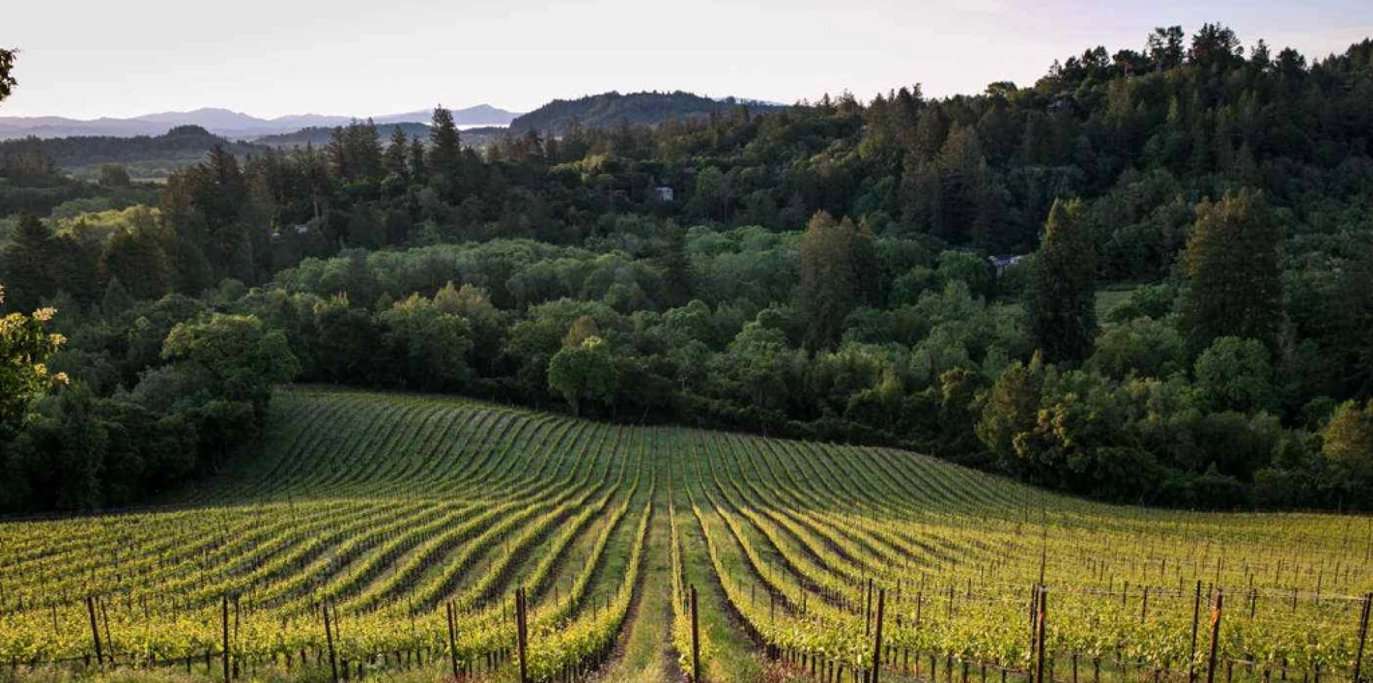 Green Valley of Russian River Valley