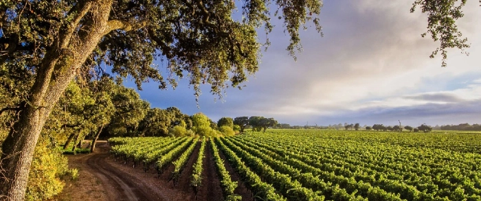 Read more about Sonoma Valley