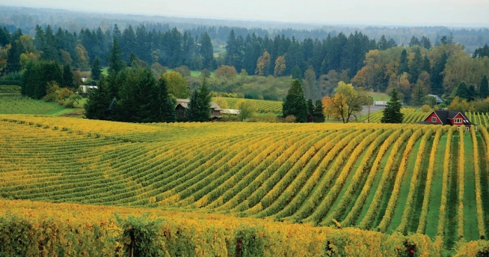 Read more about Willamette Valley