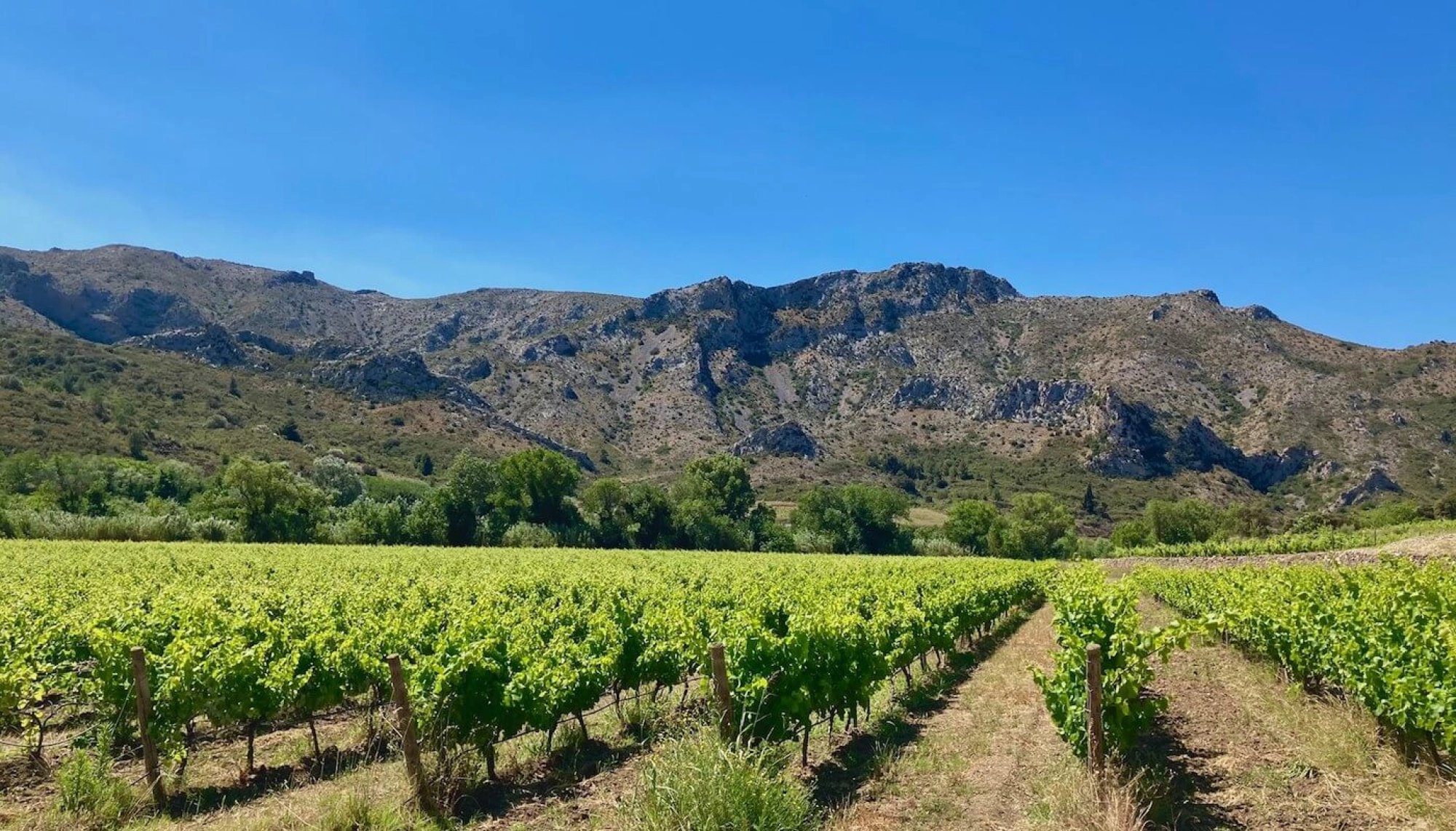 Côtes du Roussillon