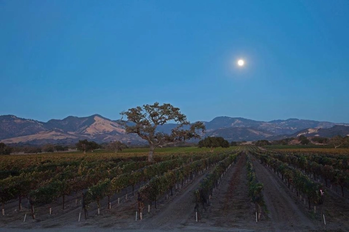 Read more about Los Olivos District