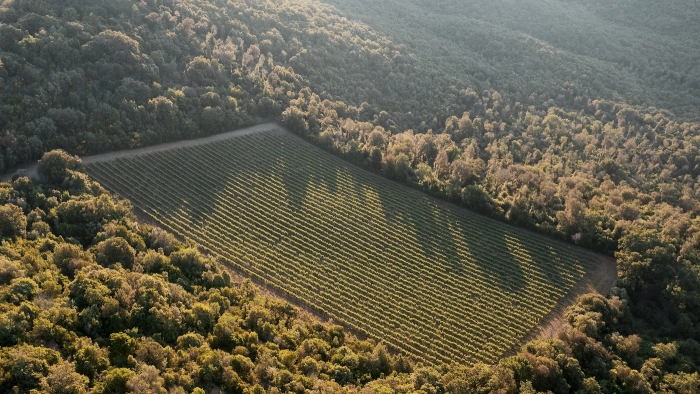 Read more about Bolgheri Sassicaia