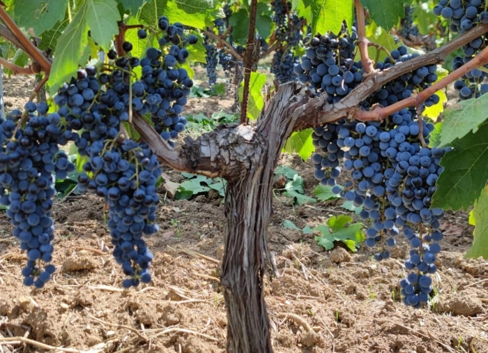 Read more about Italy's Best Merlot