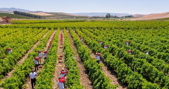 Read more about 50 Sicilian Reds